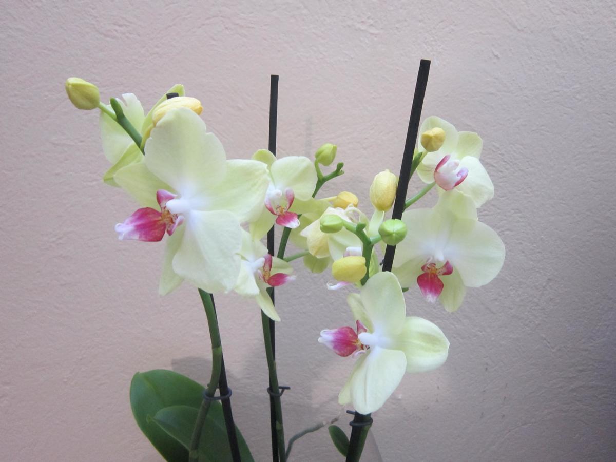 Guest House Veronika โคตเชวิเย ภายนอก รูปภาพ
